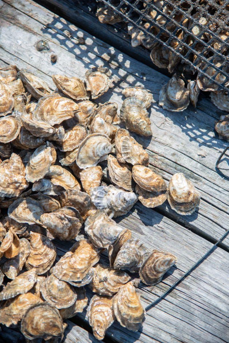 Shellfish Research Lab helps Georgia make strides in oyster aquaculture 