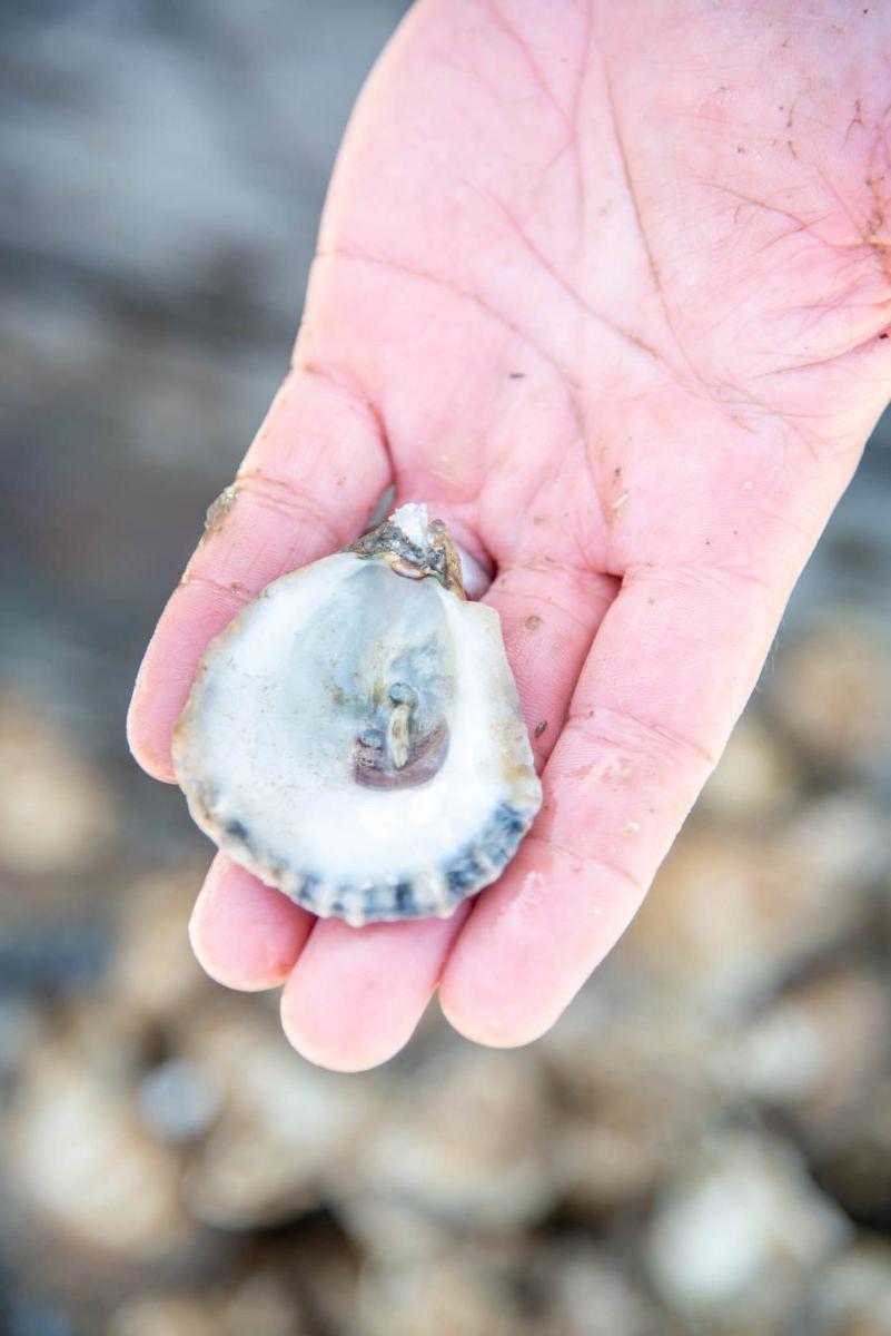 Shellfish Research Lab helps Georgia make strides in oyster aquaculture 